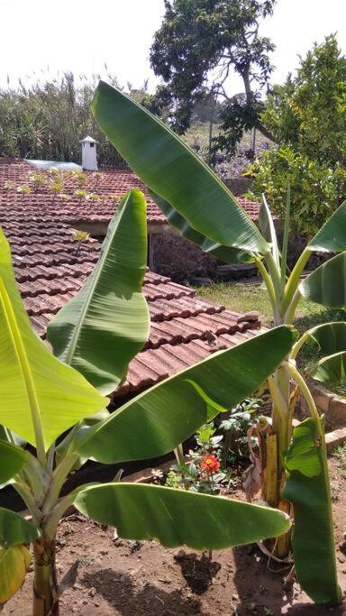Rural House To Take A Break, La Serreria 25 - Private Garden Tacoronte Buitenkant foto