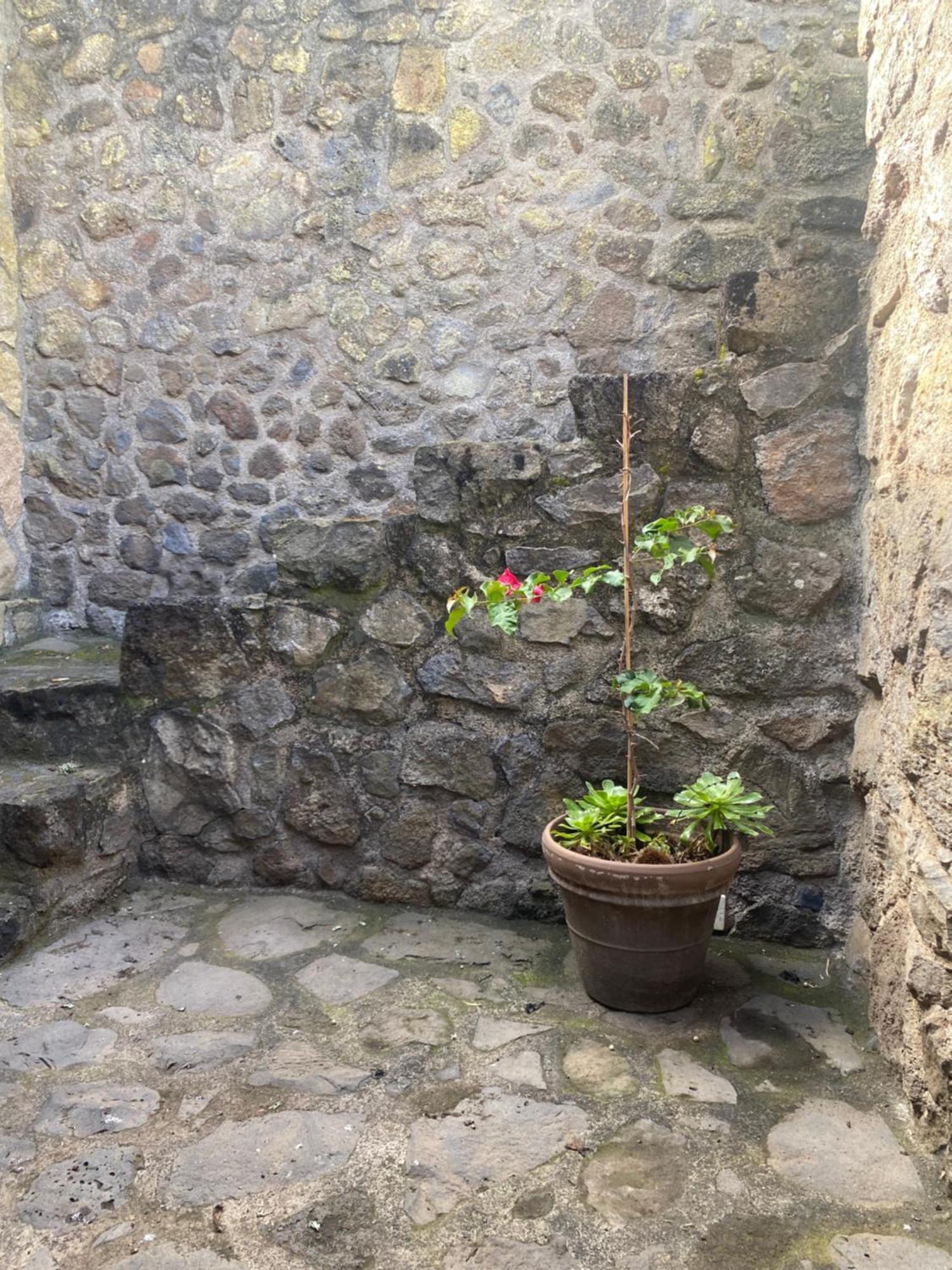 Rural House To Take A Break, La Serreria 25 - Private Garden Tacoronte Buitenkant foto